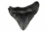 Juvenile Megalodon Tooth - South Carolina #183120-1